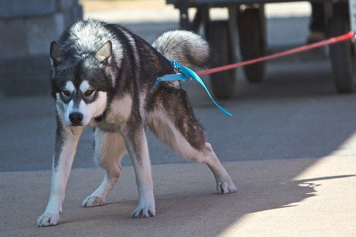Weight Pull Harness in use